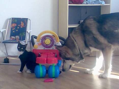 Alaskan malamute Chinook - hmm...mon jeg kan komme den vej under ggg billede 4