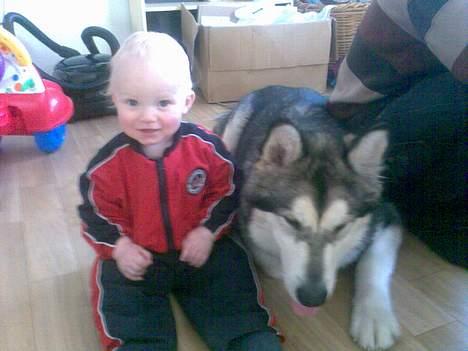 Alaskan malamute Chinook billede 5