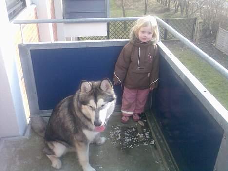 Alaskan malamute Chinook - Chinook og min datter, Stella, på (snart) 4 år :) billede 6