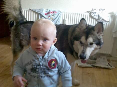 Alaskan malamute Chinook billede 7