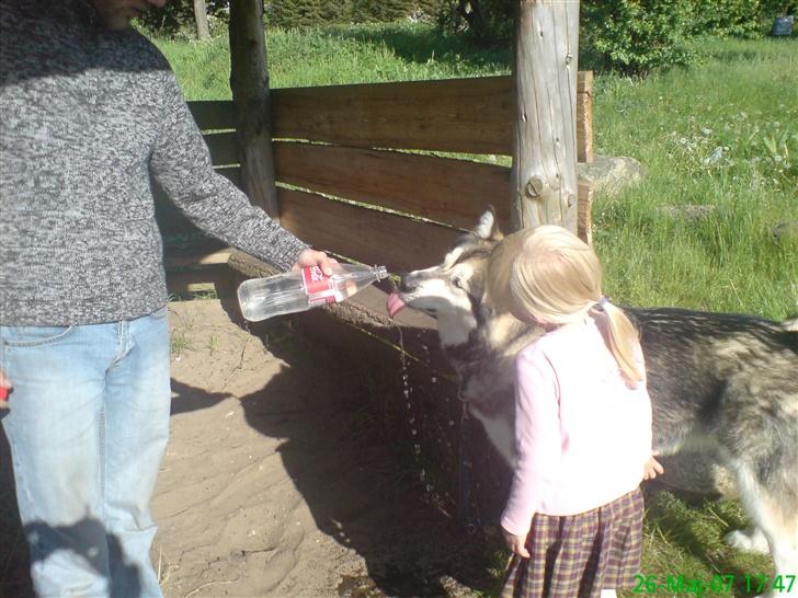 Alaskan malamute Chinook billede 8