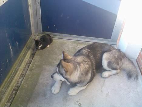 Alaskan malamute Chinook billede 9