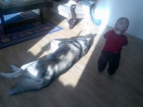 Alaskan malamute Chinook - Ligger lige og soler mig billede 10