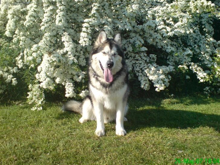 Alaskan malamute Chinook billede 11