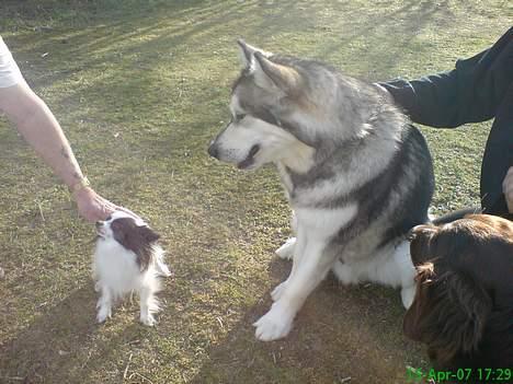 Alaskan malamute Chinook billede 12