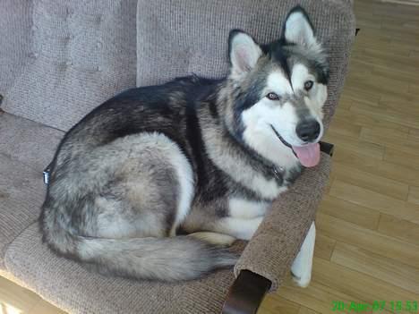 Alaskan malamute Chinook billede 13