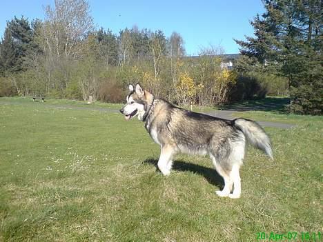 Alaskan malamute Chinook billede 14