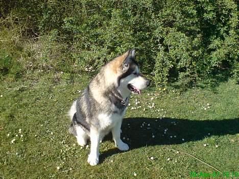 Alaskan malamute Chinook billede 15