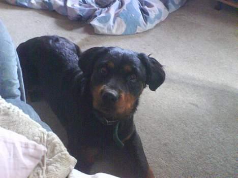 Blanding af racer Sussie R.I.P.  - jeg ligger lige her :p billede 15