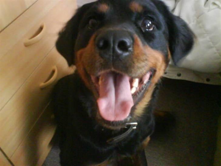 Blanding af racer Sussie R.I.P.  - dette er et af de sidste billeder jeg fik taget af sussie  billede 16