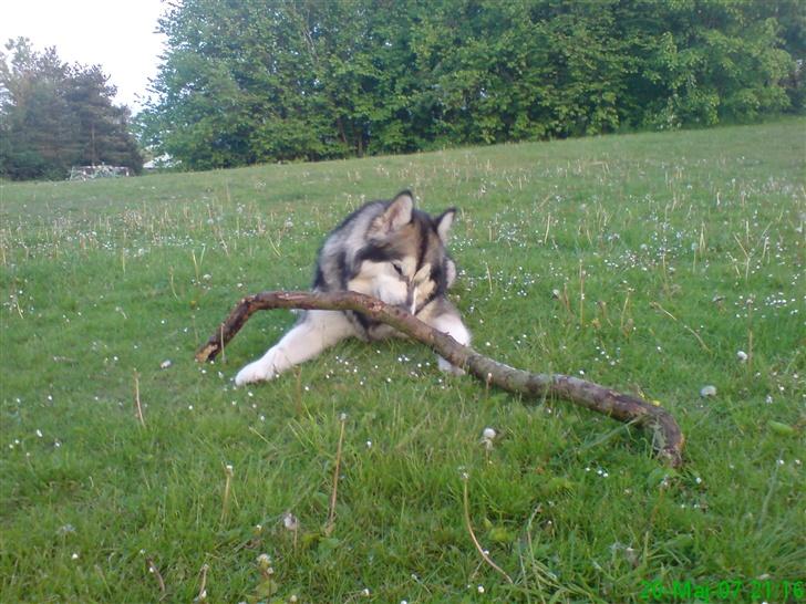 Alaskan malamute Chinook billede 16