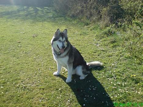 Alaskan malamute Chinook billede 17
