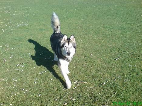 Alaskan malamute Chinook billede 18