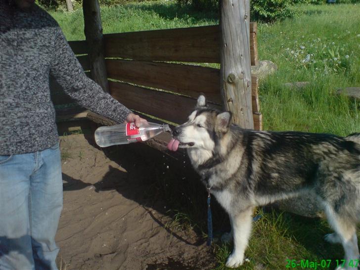 Alaskan malamute Chinook billede 19