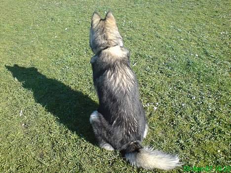 Alaskan malamute Chinook billede 20