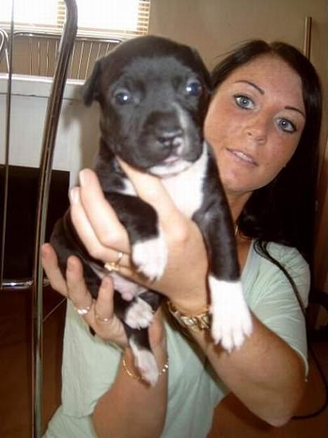 Amerikansk staffordshire terrier Kenzo - kenzo 6 uger billede 1