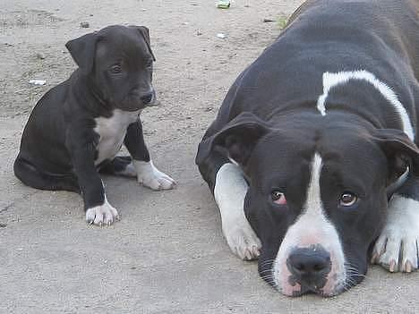 Amerikansk staffordshire terrier Kenzo - kenzo med hans far cody billede 2