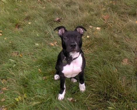 Amerikansk staffordshire terrier Kenzo - 6 mdr gammel billede 3