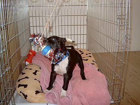 Amerikansk staffordshire terrier Kenzo - 11 uger gammel billede 4