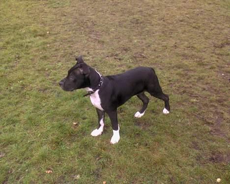 Amerikansk staffordshire terrier Kenzo - 7 mdr gammel billede 5