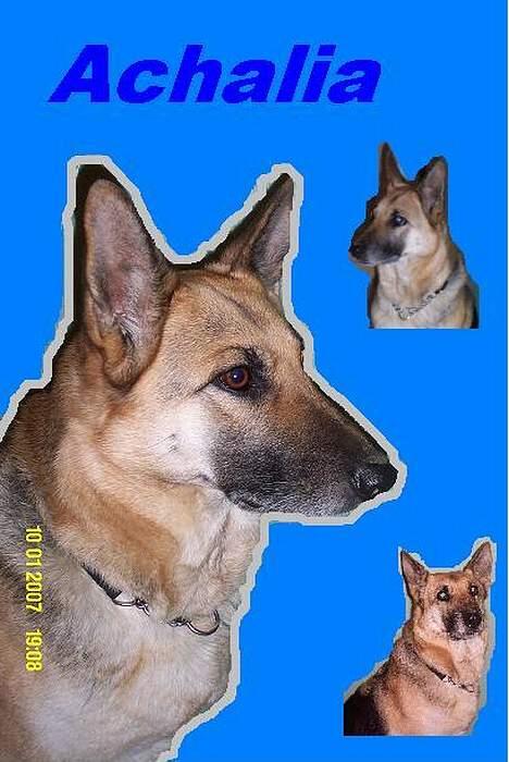 Schæferhund Achalia *DØD* billede 12