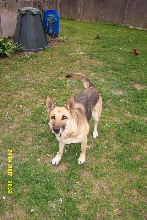 Schæferhund Achalia *DØD* billede 13