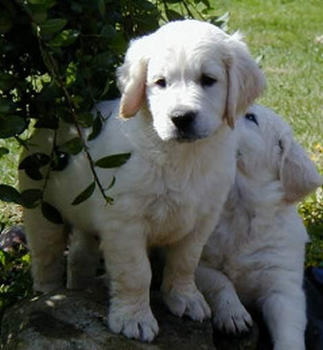 Golden retriever Goffy (Død) - ham som hvalp billede 1