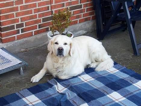 Golden retriever Goffy (Død) - min elskede hund <3 billede 2