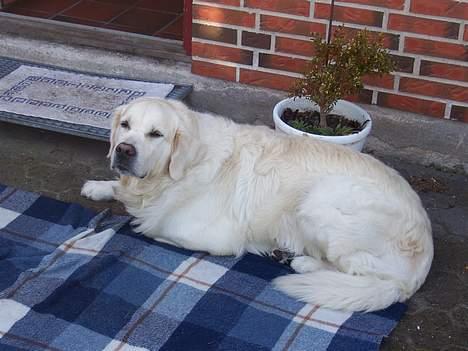 Golden retriever Goffy (Død) - den igen billede 3