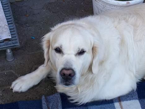 Golden retriever Goffy (Død) - er den ikke bare søde ?? billede 4