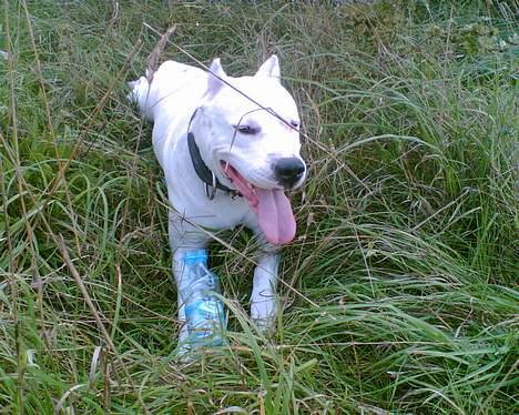 Dogo argentino C h i l i  billede 6