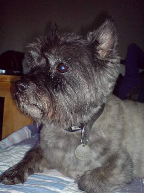 Cairn terrier Zimba - Sådan et sødt hoved billede 1