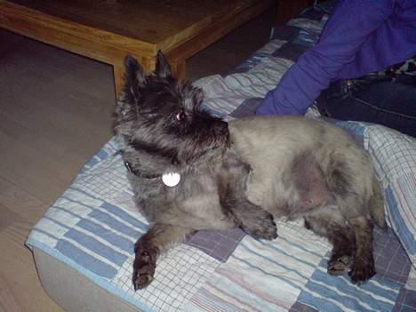 Cairn terrier Zimba billede 2