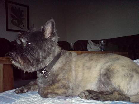 Cairn terrier Zimba billede 3