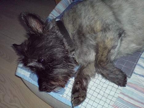 Cairn terrier Zimba - Dovne hund <33 billede 4