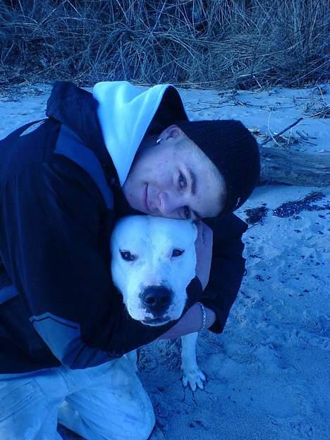 Dogo argentino C h i l i  billede 7