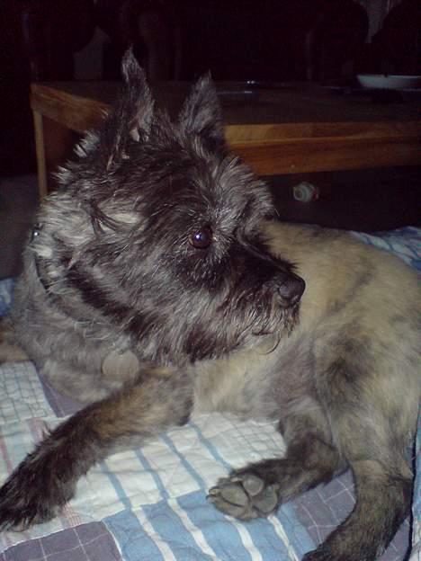 Cairn terrier Zimba billede 5