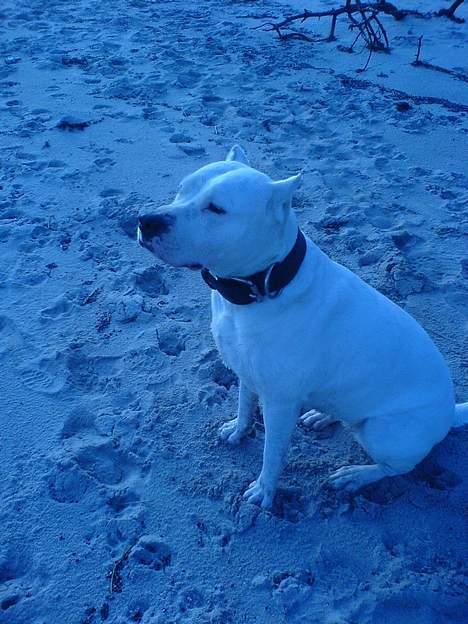 Dogo argentino C h i l i  billede 8