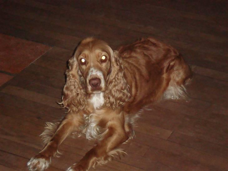 Cocker spaniel Molly billede 1