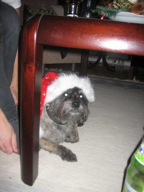 Cairn terrier Zimba - Juleaften :D billede 6