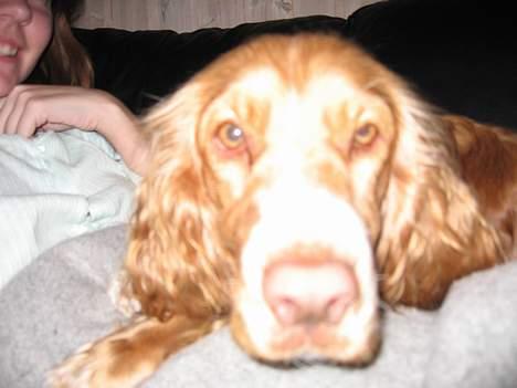 Cocker spaniel Molly billede 2