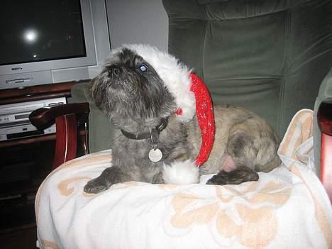 Cairn terrier Zimba - Juleaften :D billede 7