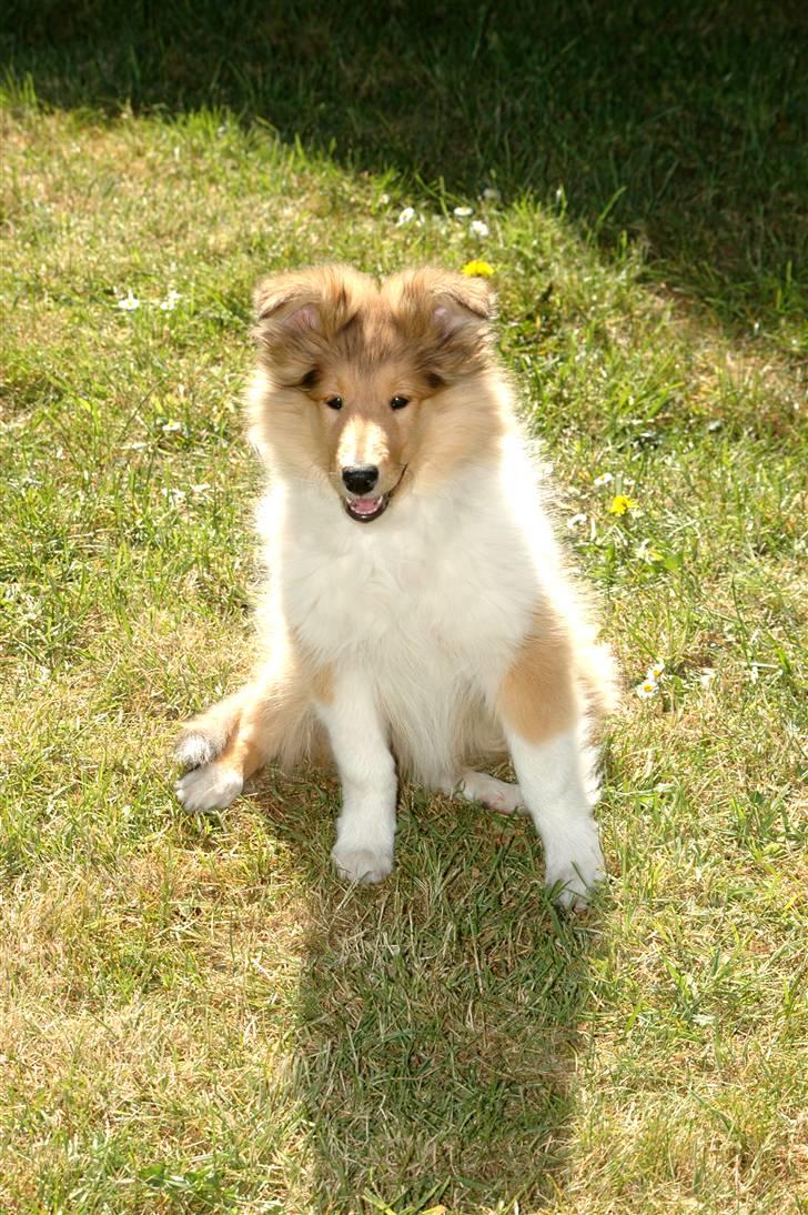 Collie langhåret Molly billede 4