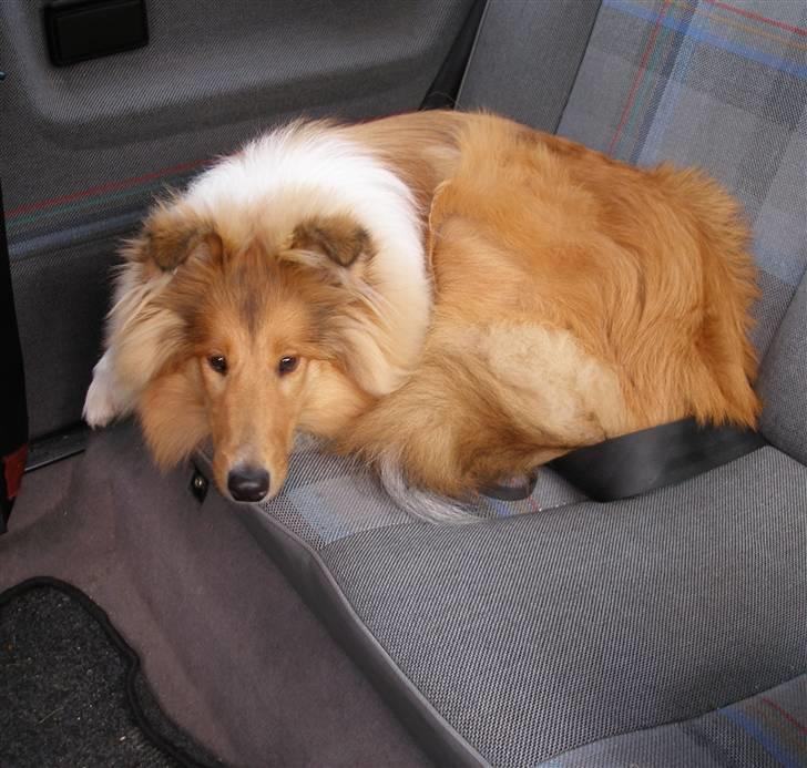 Collie langhåret Molly billede 5