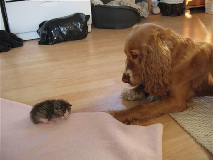 Cocker spaniel Molly billede 3