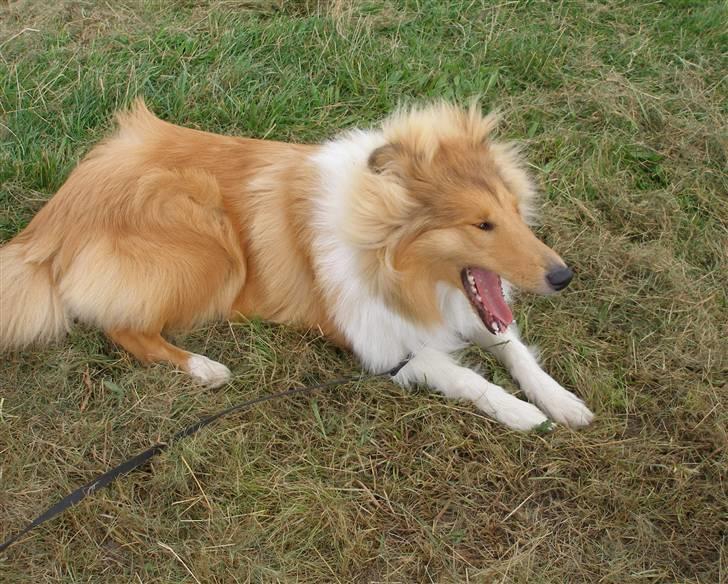 Collie langhåret Molly billede 6