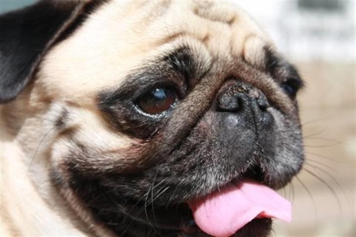 Mops Fiona - Far...skal jeg ned i det vand ??? billede 9