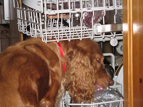 Cocker spaniel Molly billede 4