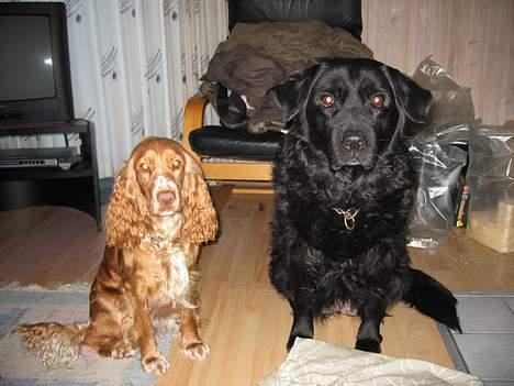 Cocker spaniel Molly billede 5