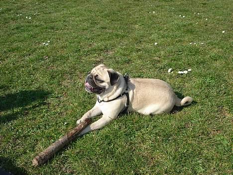 Mops Fiona billede 10